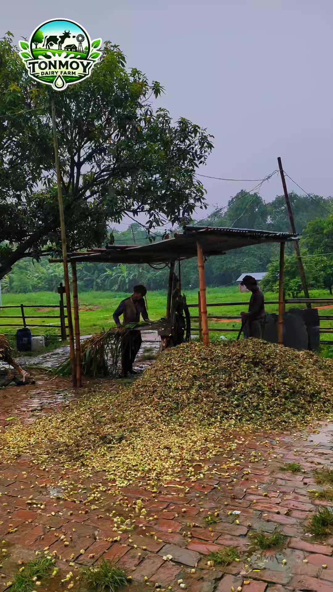 @Tonmoy dairy Farm