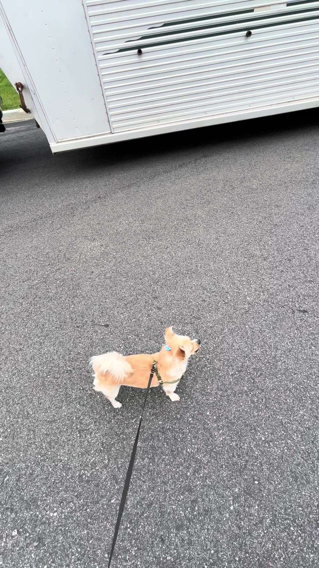 @🐕🐾MayaTheChihuahua🐾🐕