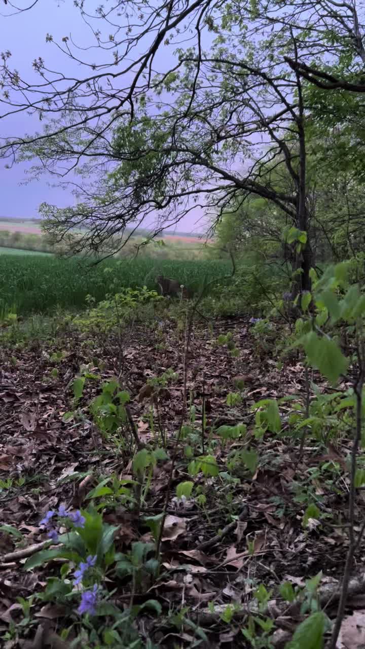 @217bowhunter