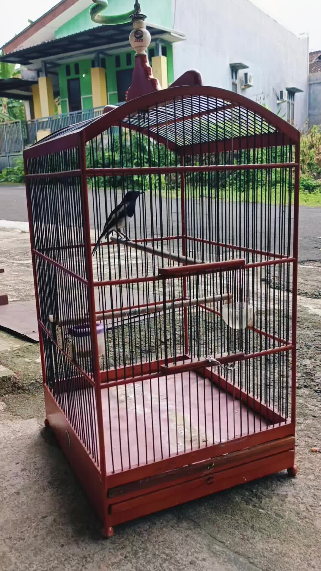 @Emperium Birds