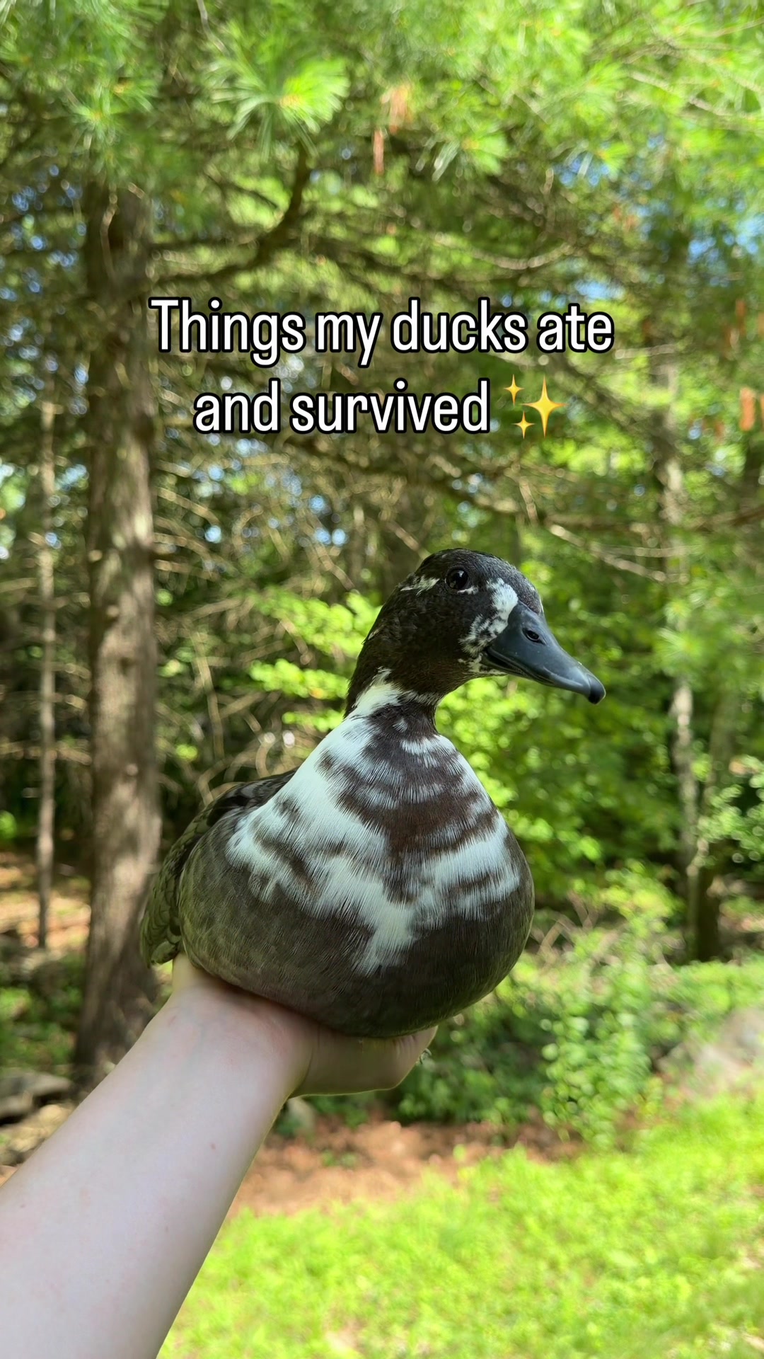 @The Quack House