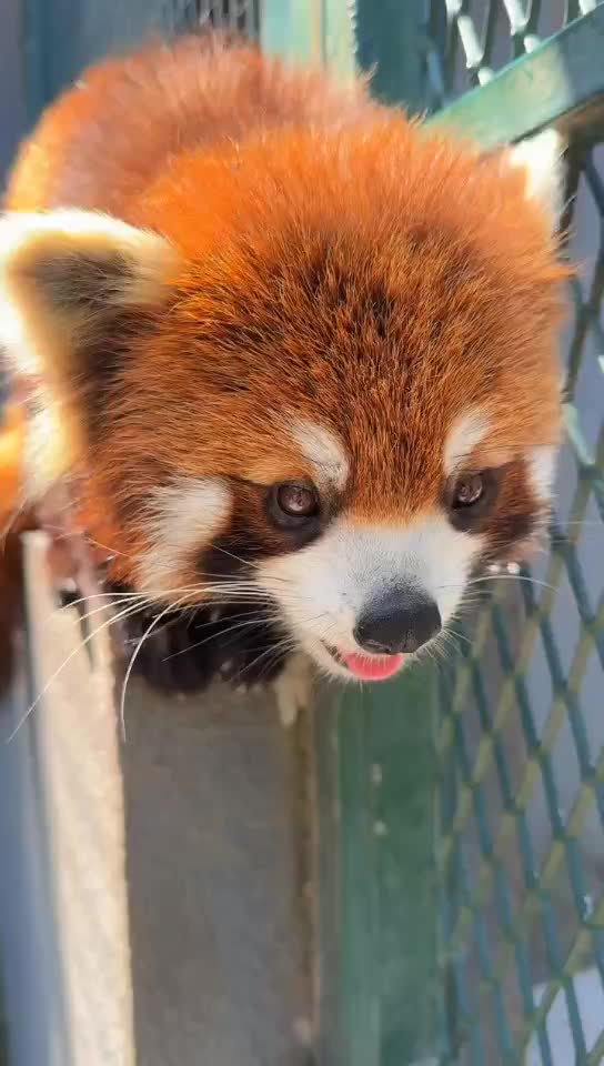 @littlepanda6487