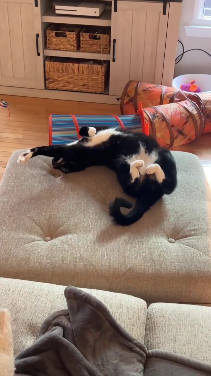 @Toby Purrrs