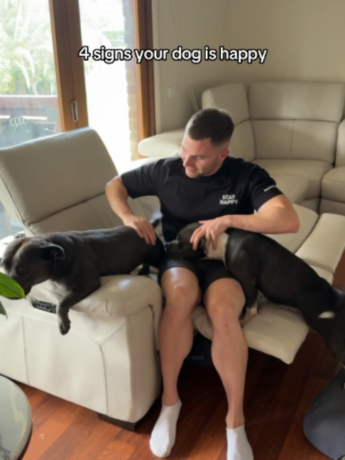 @Happy Staffy Co