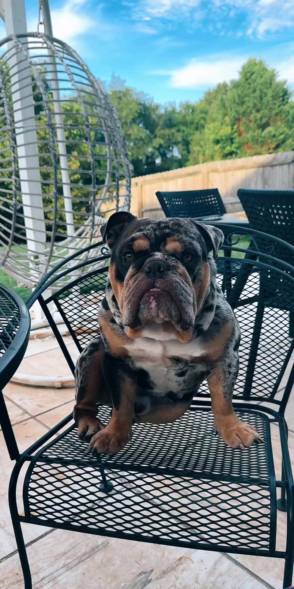 @barkleythabulldog