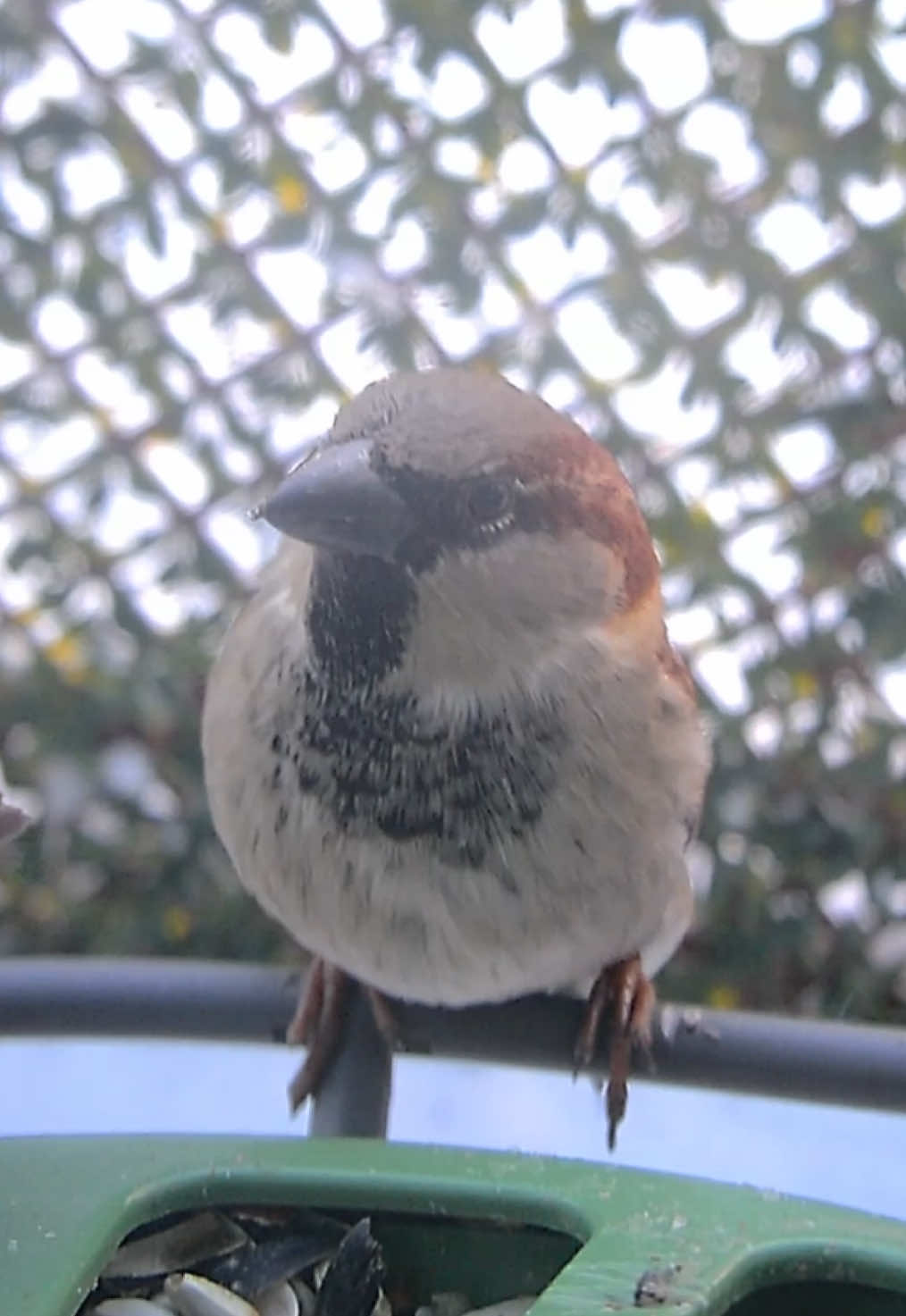 @The Bird Cafe