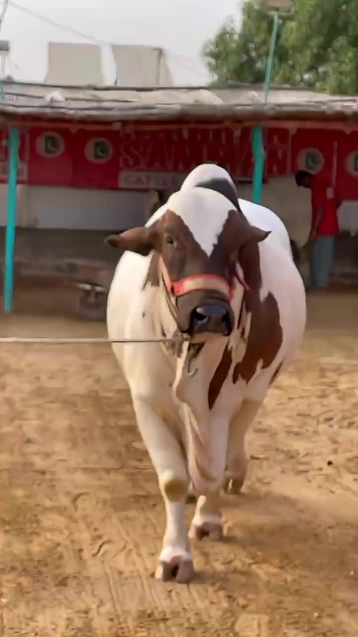 @Karachi Bull lovers