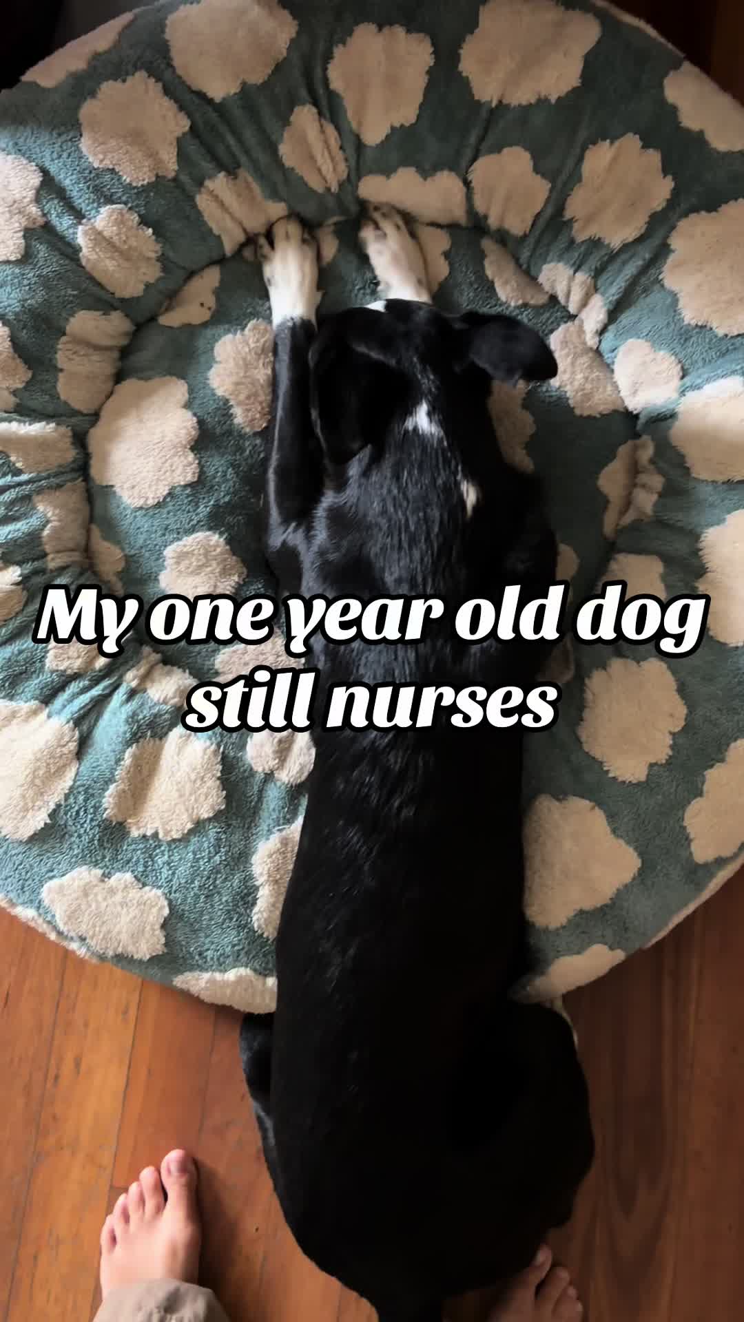 @oregonskyveek