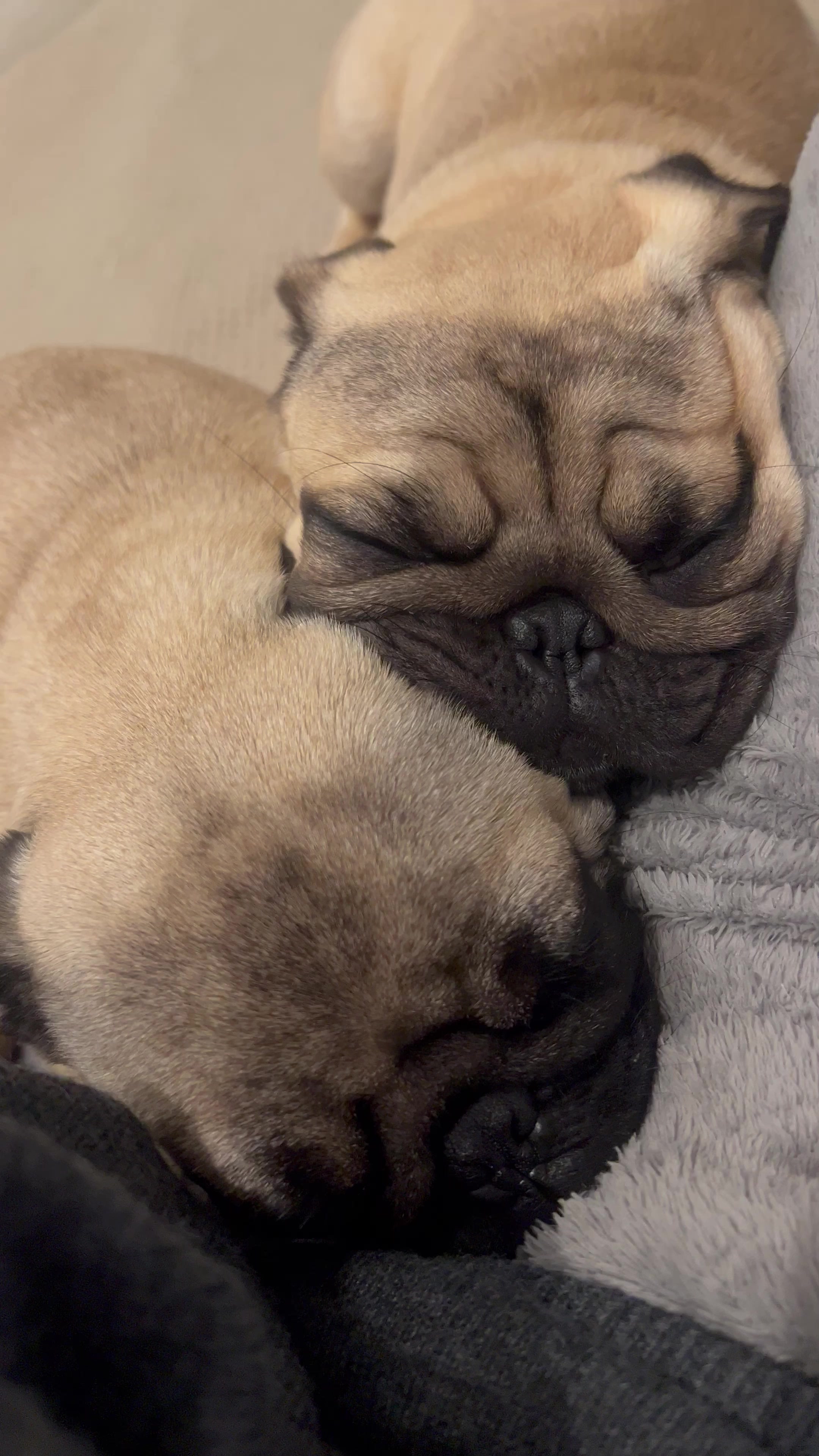 @pugSofyHarry