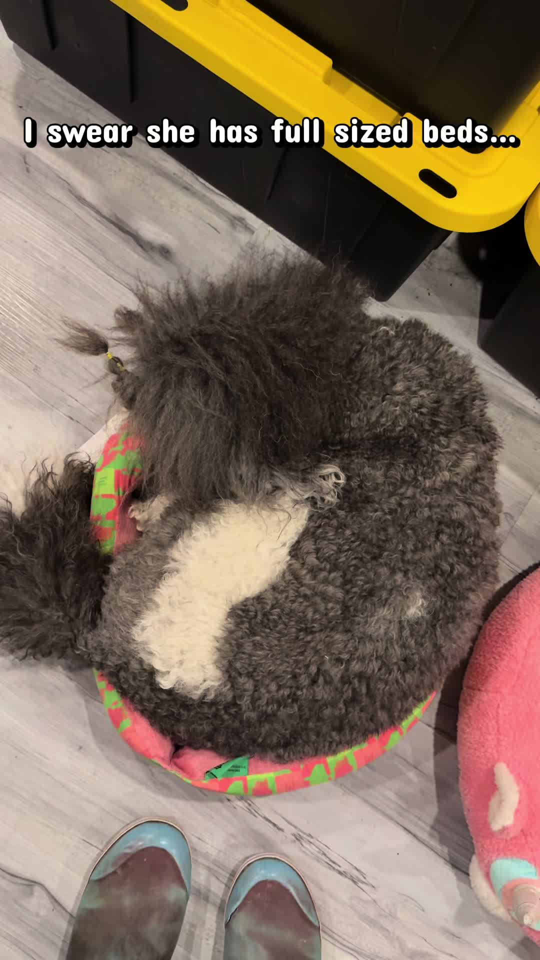 @Luxe The Adventure Poodle