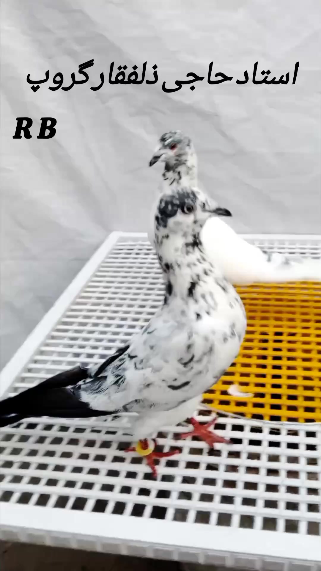 @Shok Jaranwala 25🕊️