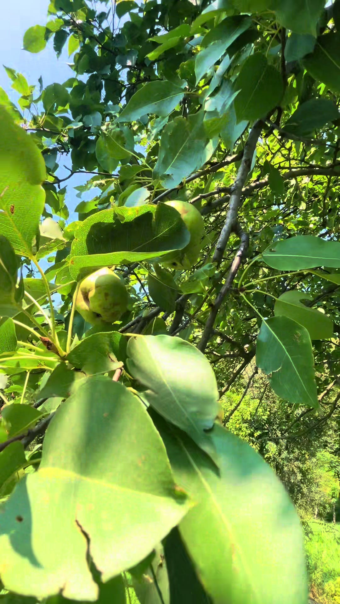 @کشمیری