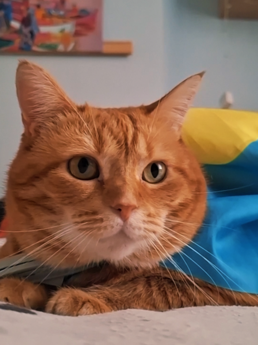 @Liya-Miya*Meow