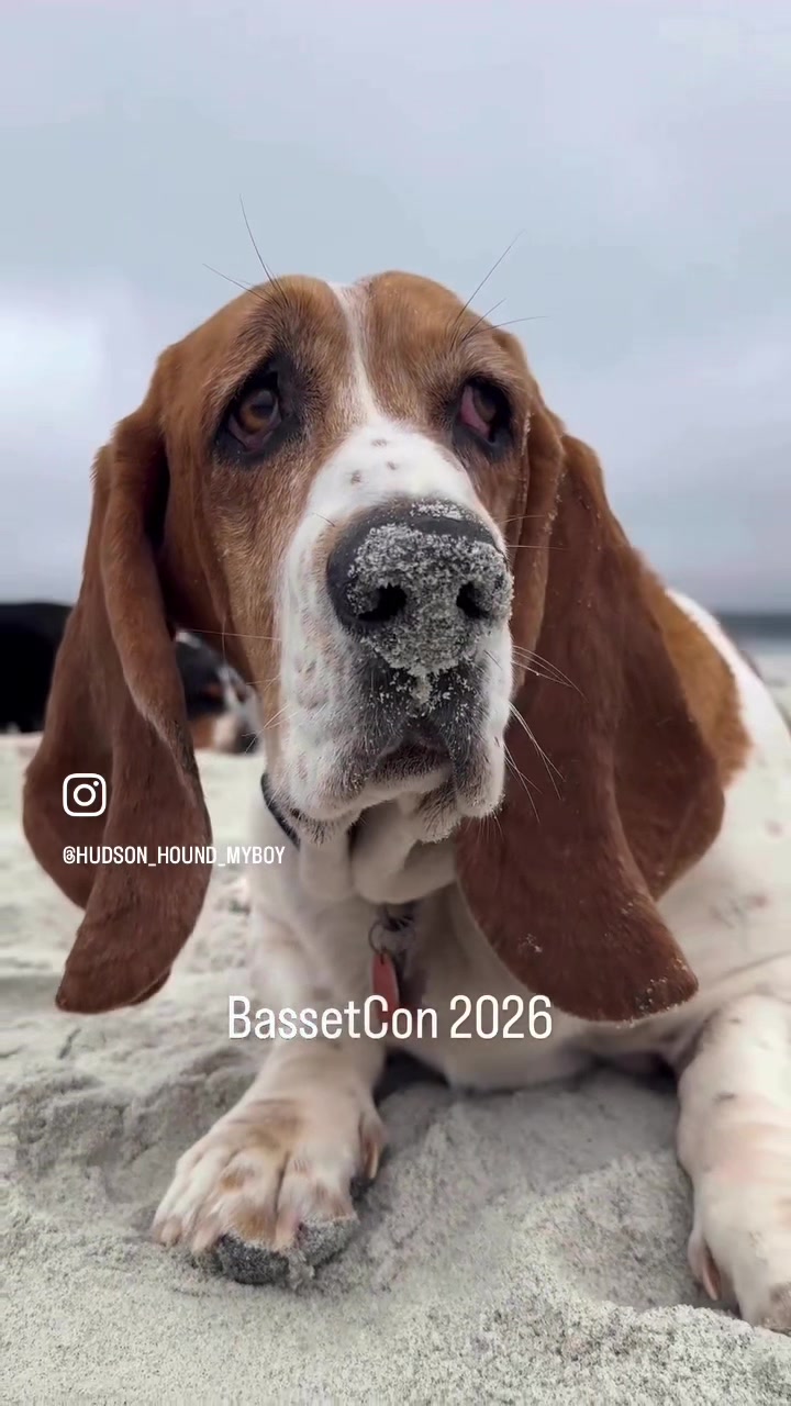 @Hudson & Rudy 🐾 Basset bros