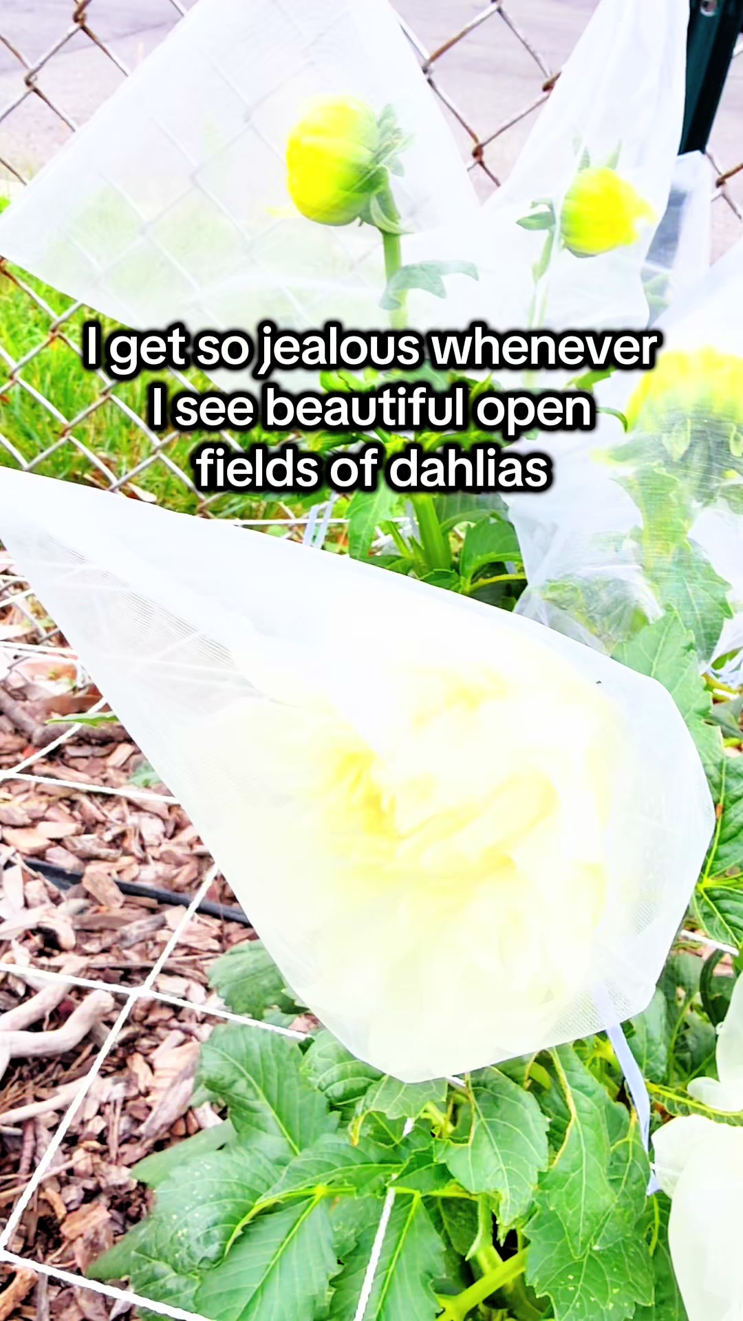 @District Gardening