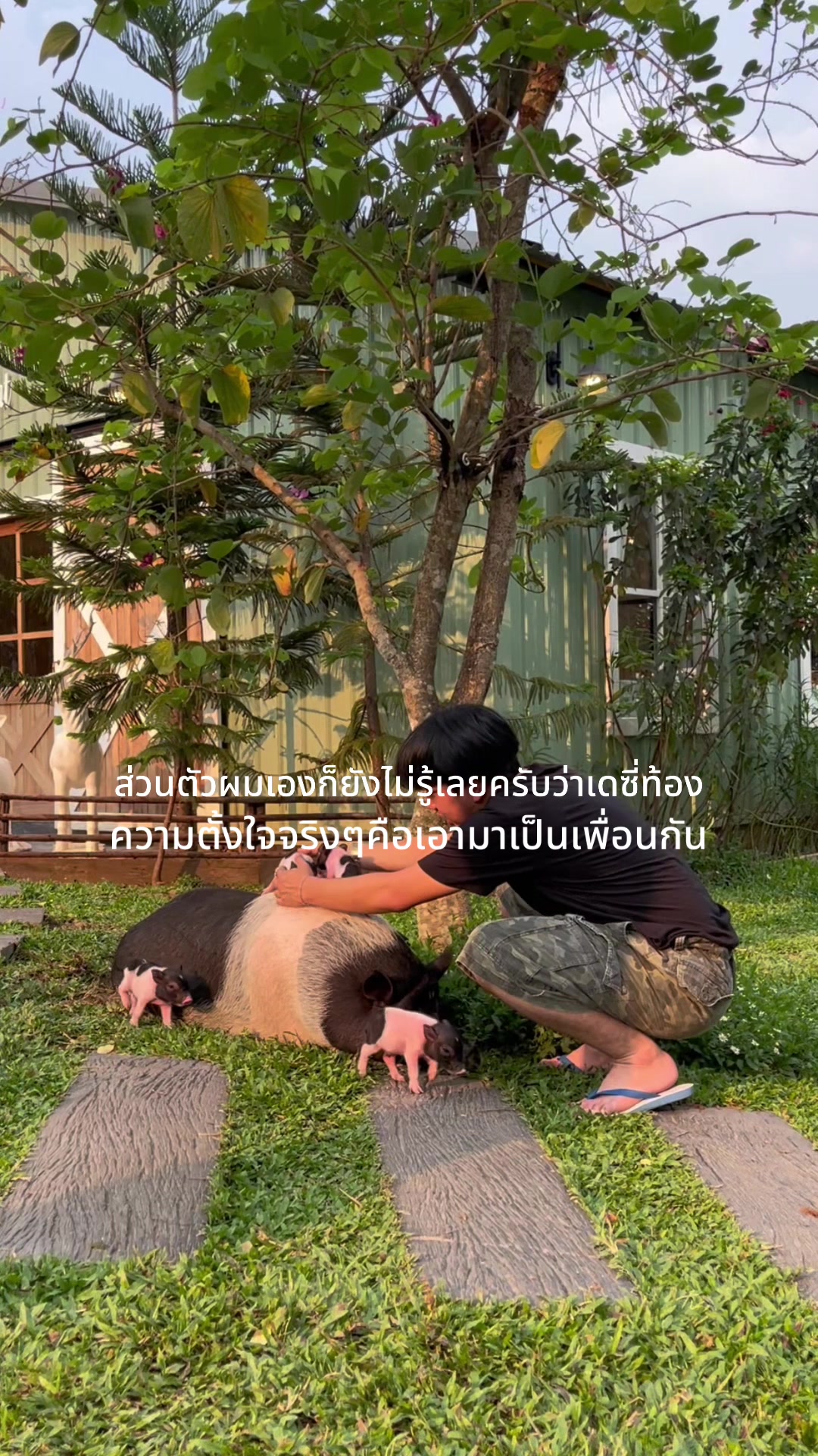 @โอ๊ตมีแมว11ตัว