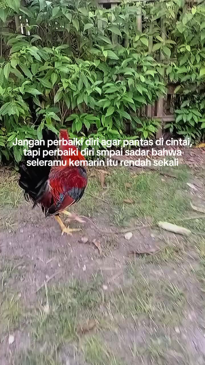 @Fandi lamatenggo