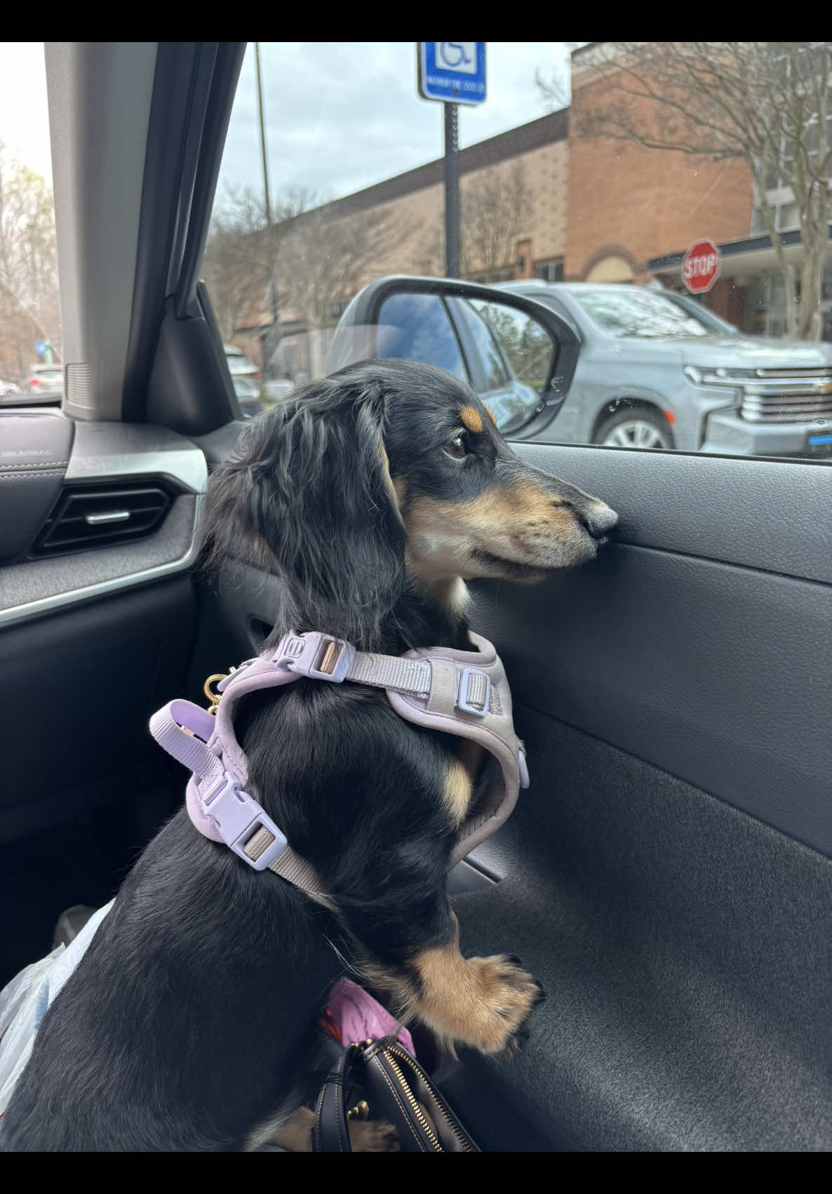 @Eppe | Mini Dachshund