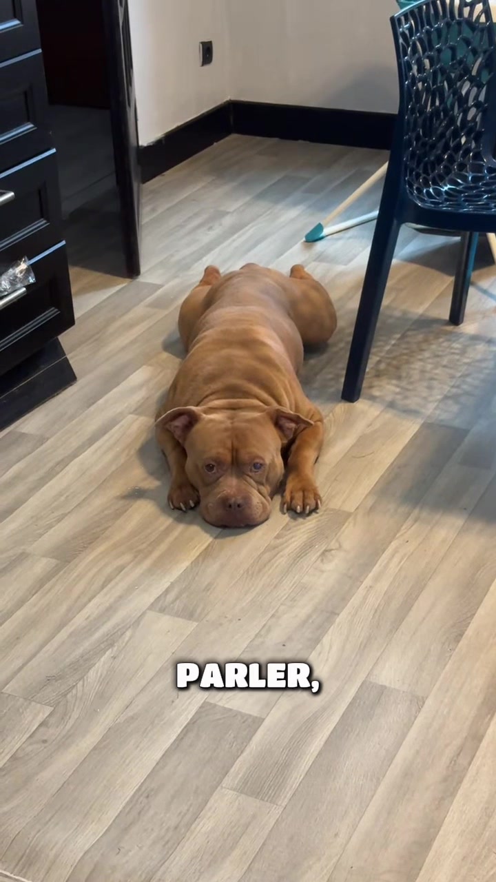 @🧩team bully🐶🧸
