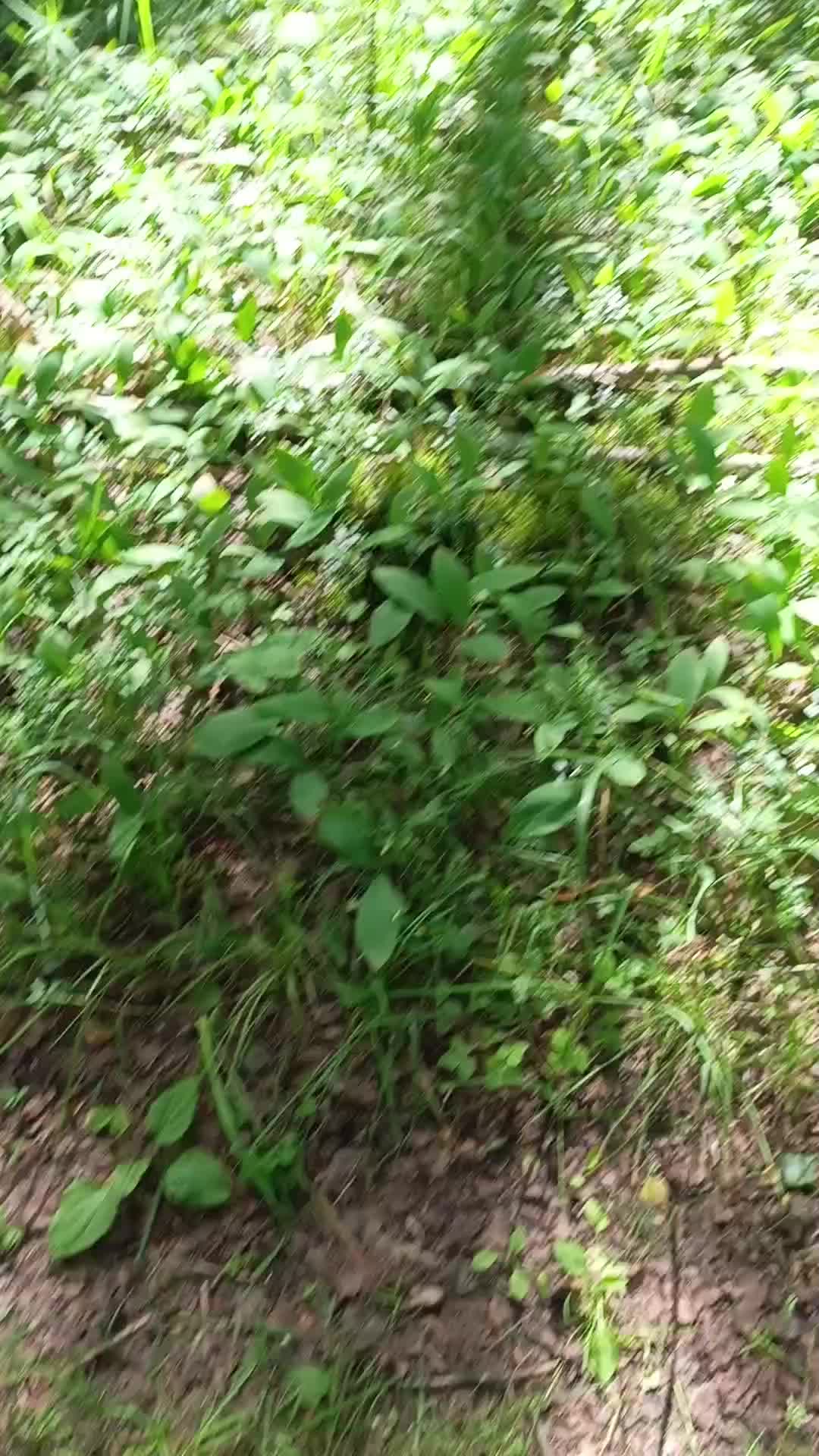 @мучачо