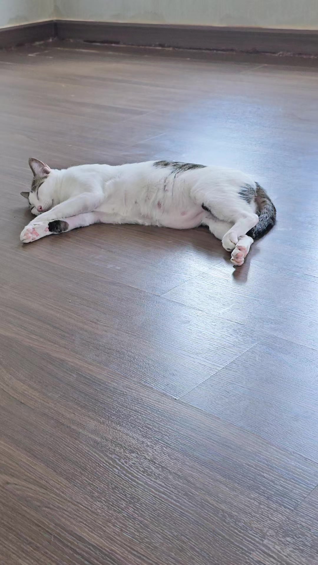 @layjudfamily🐾🐱