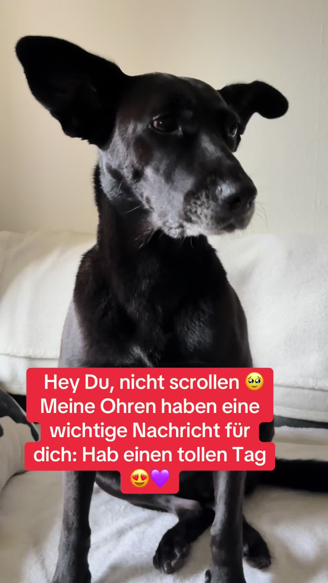 @BLACKY 🐶🐾