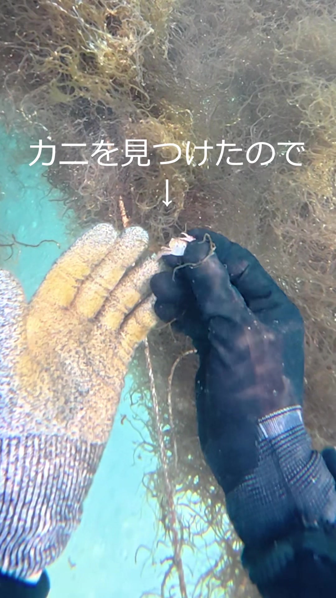 @エルドラド