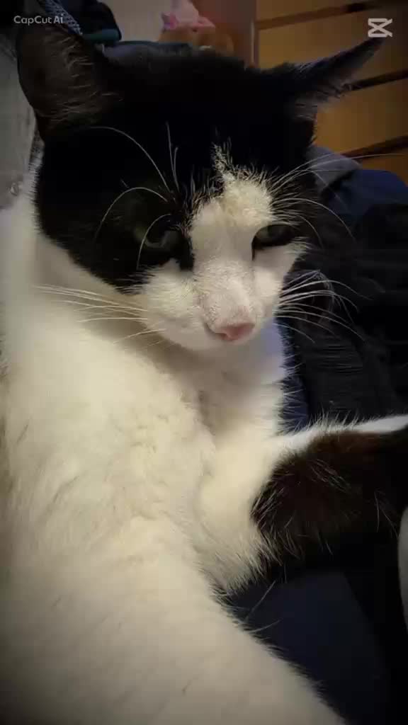 @JennY3gatos🐈⬛🐈🐈⬛