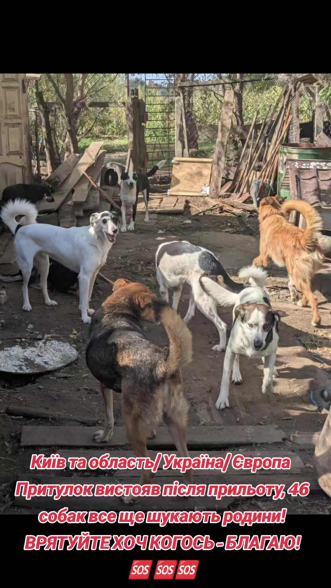 @MosakAnimalHub