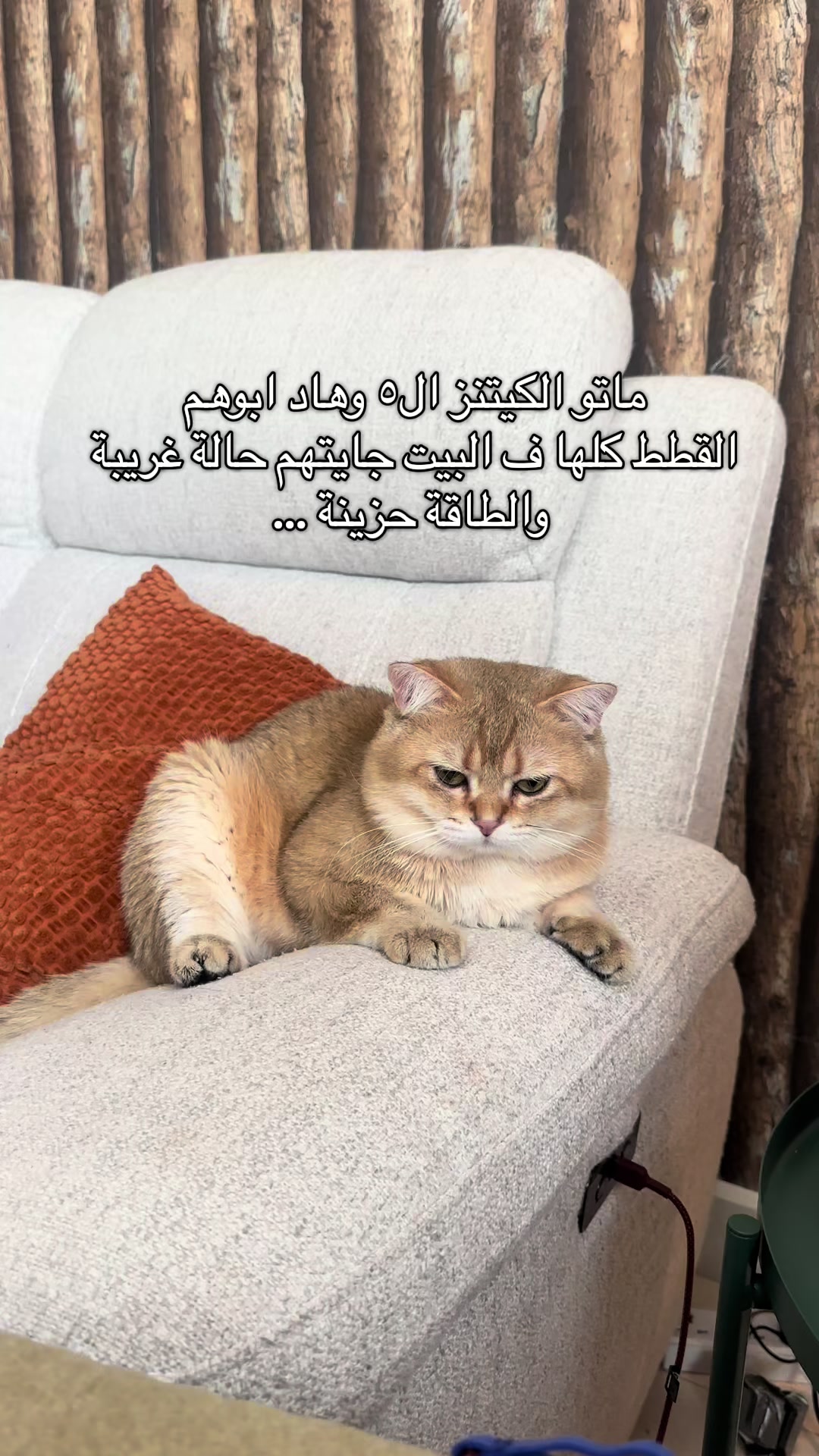 @الديموزيل ✨