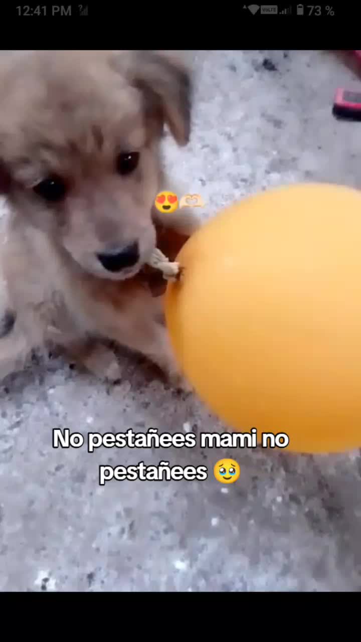 @🇬🇹Ă̈l̆̈ĕ̈x̆̈ă̈ 🇬🇹