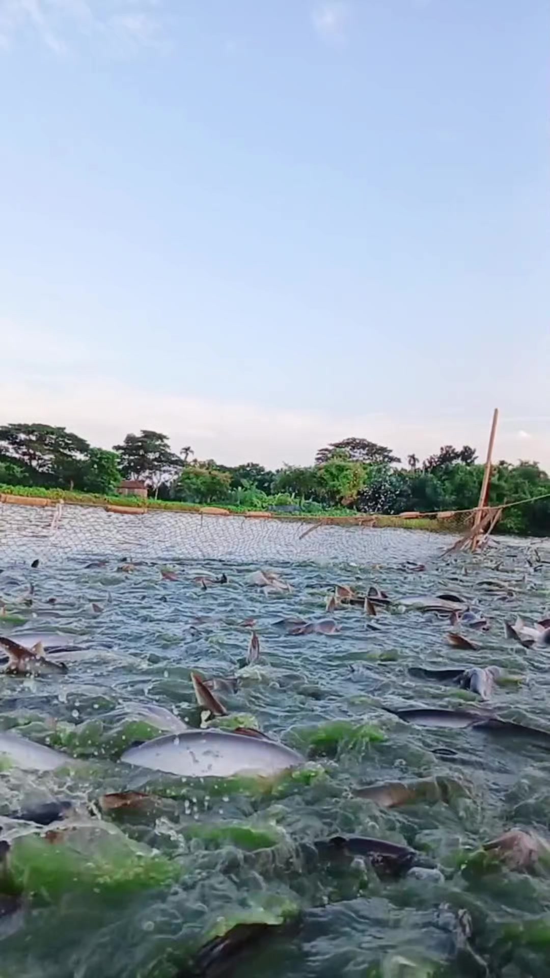 @সুজন মিয়া