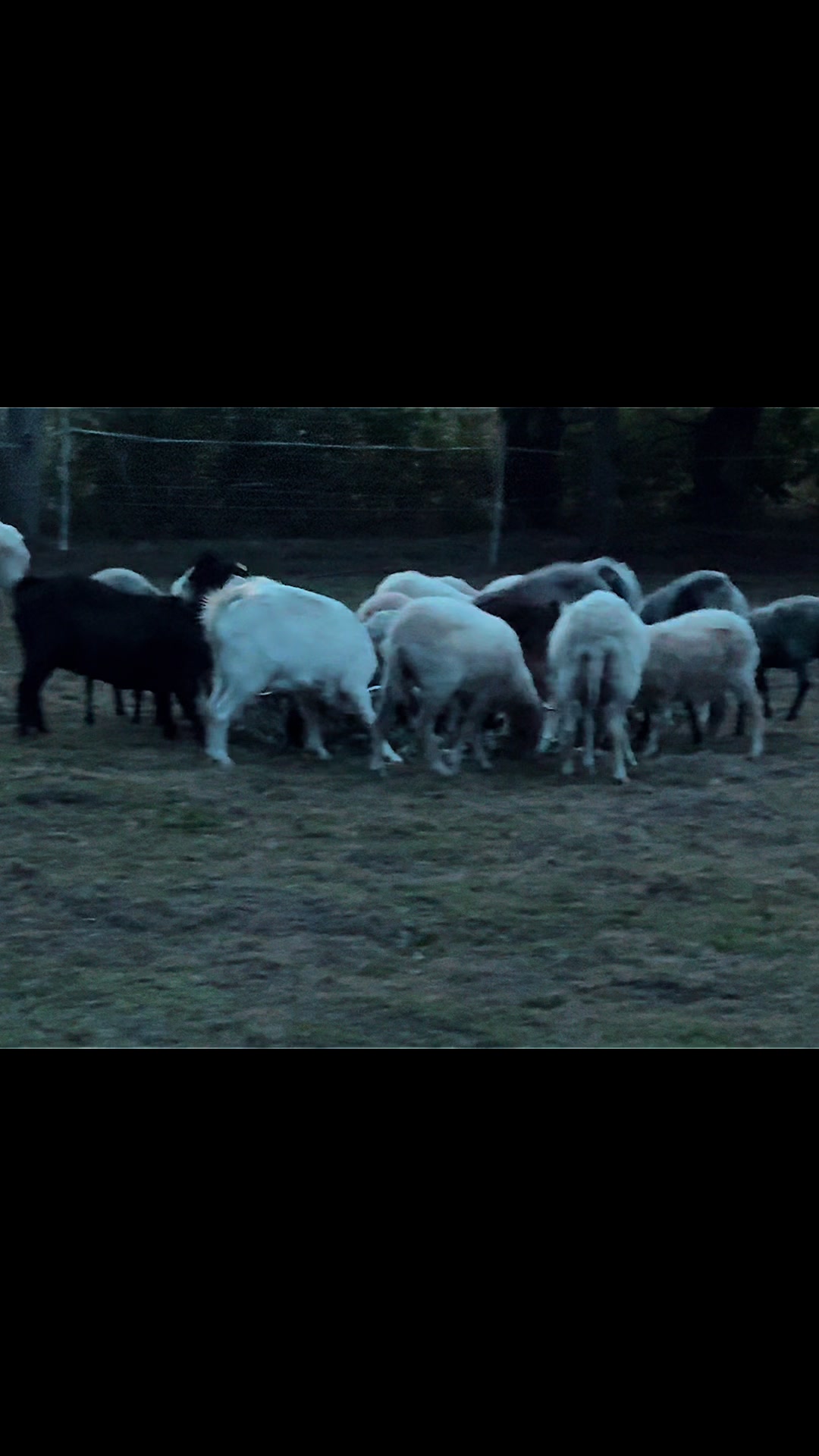 @Dat Doerpschaap