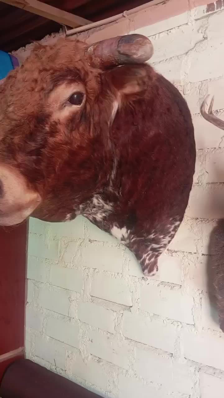 @taxidermiadecorperu