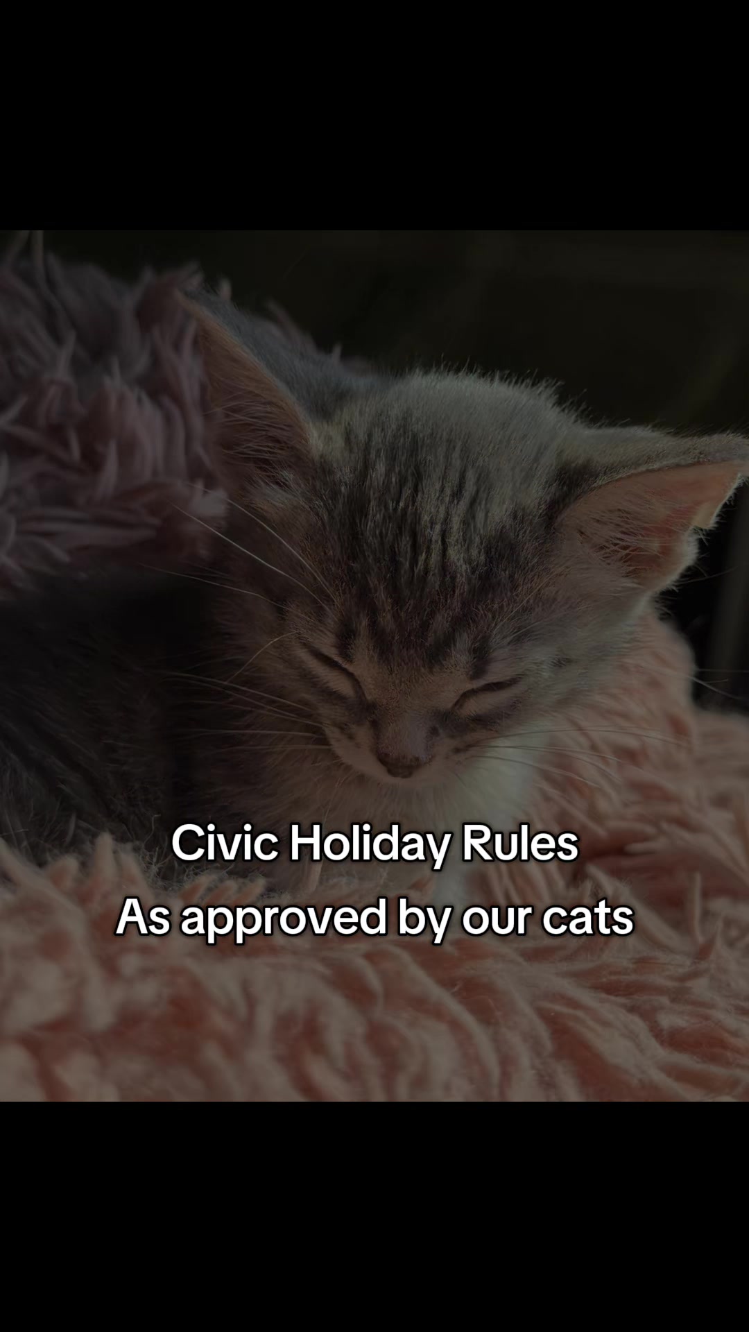 @North Toronto Cat Rescue