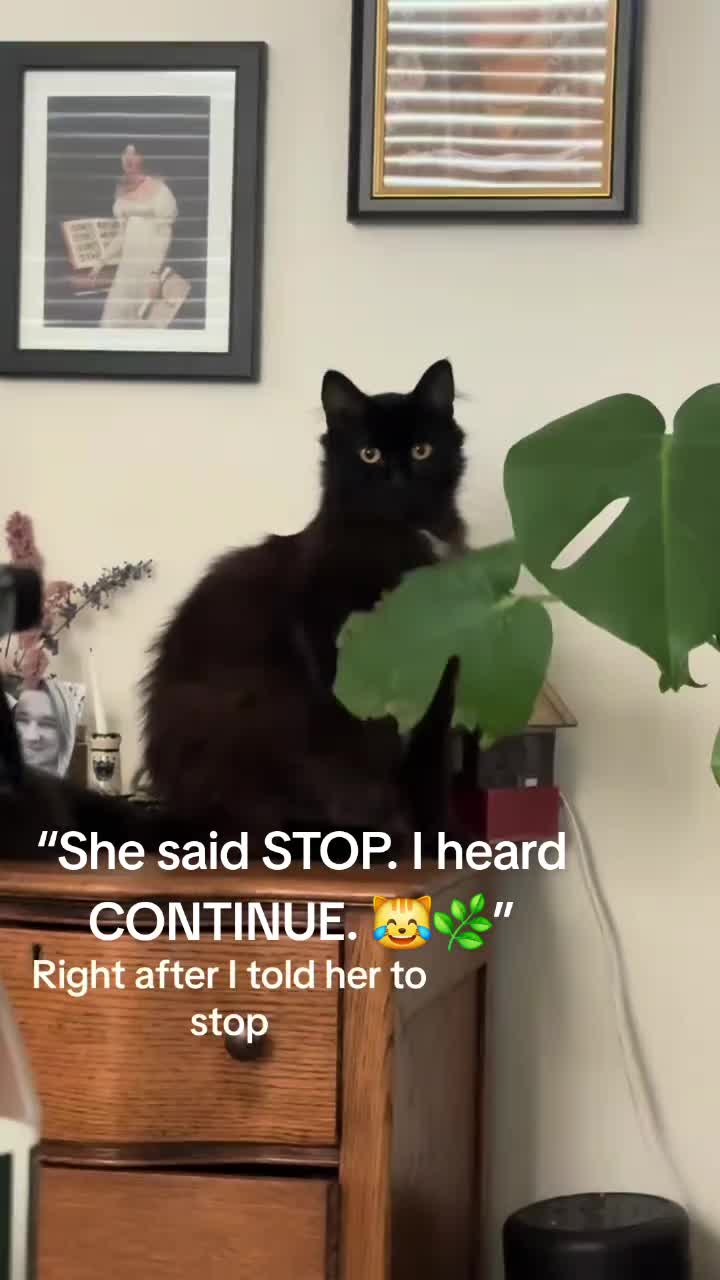 @Cat Verdict