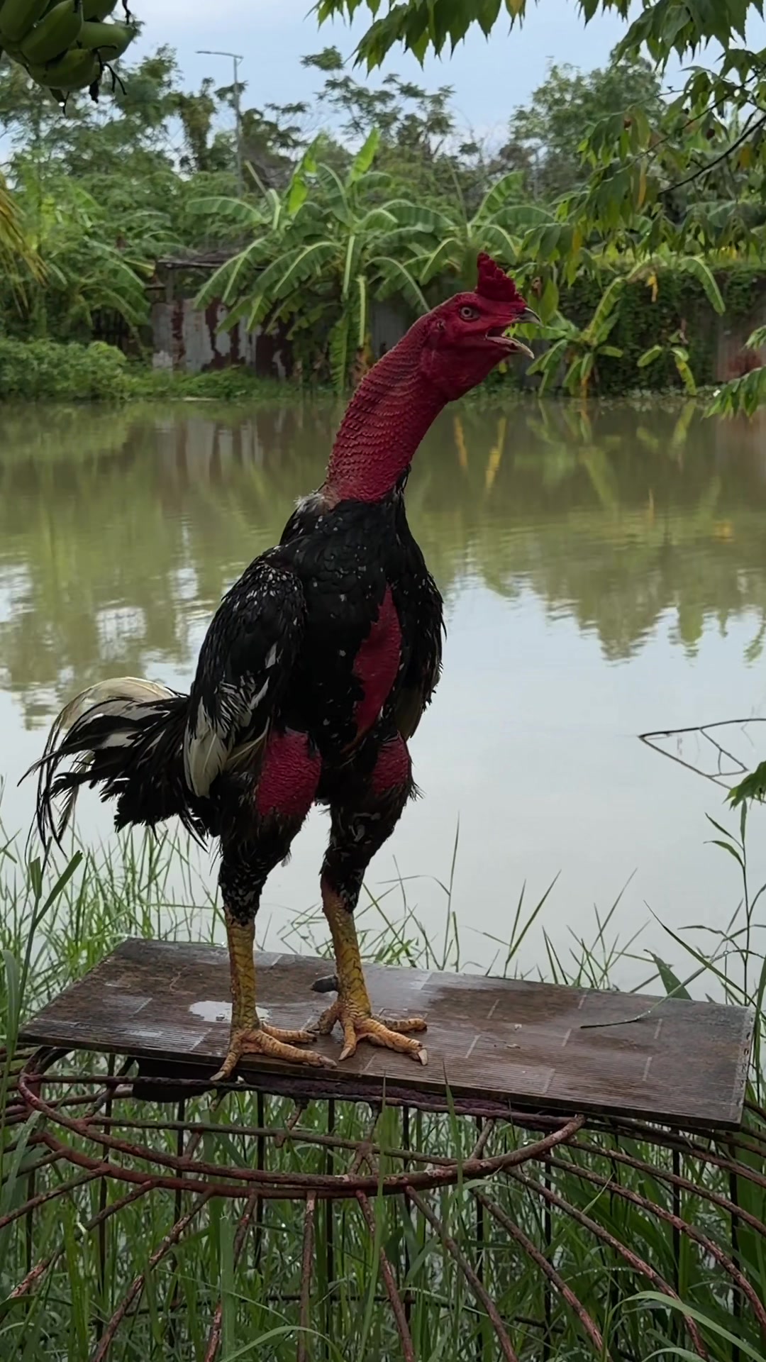 @Quốc khánh