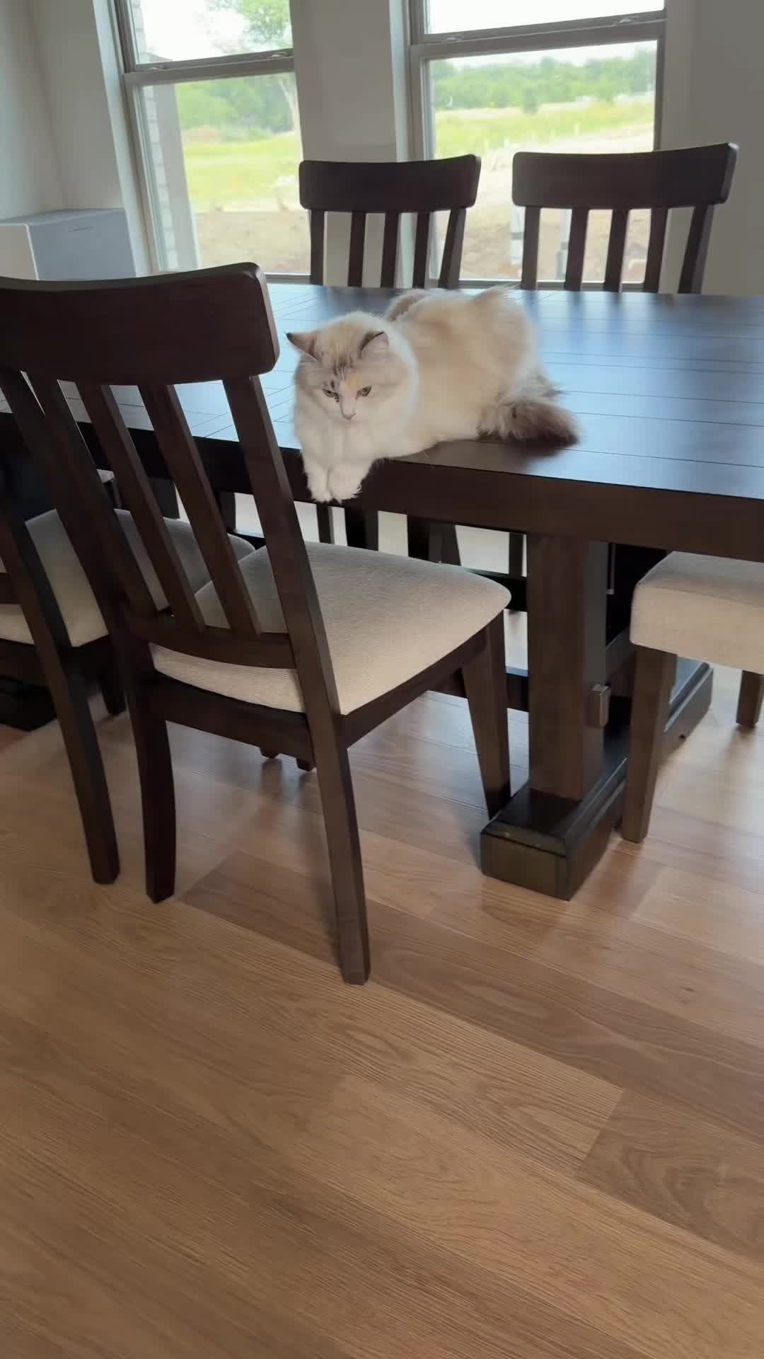@Pearl&rsquo;s Ragdolls