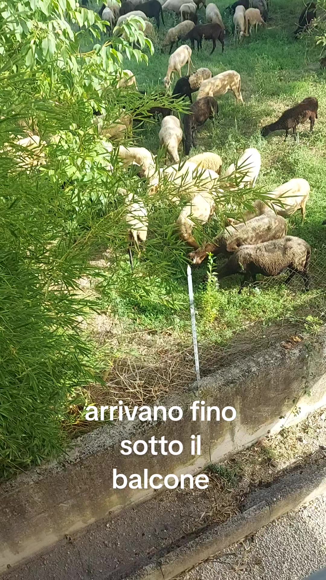 @franco senato