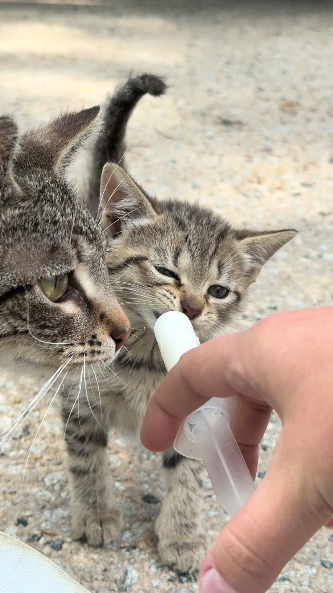 @Tay’s Feral Felines