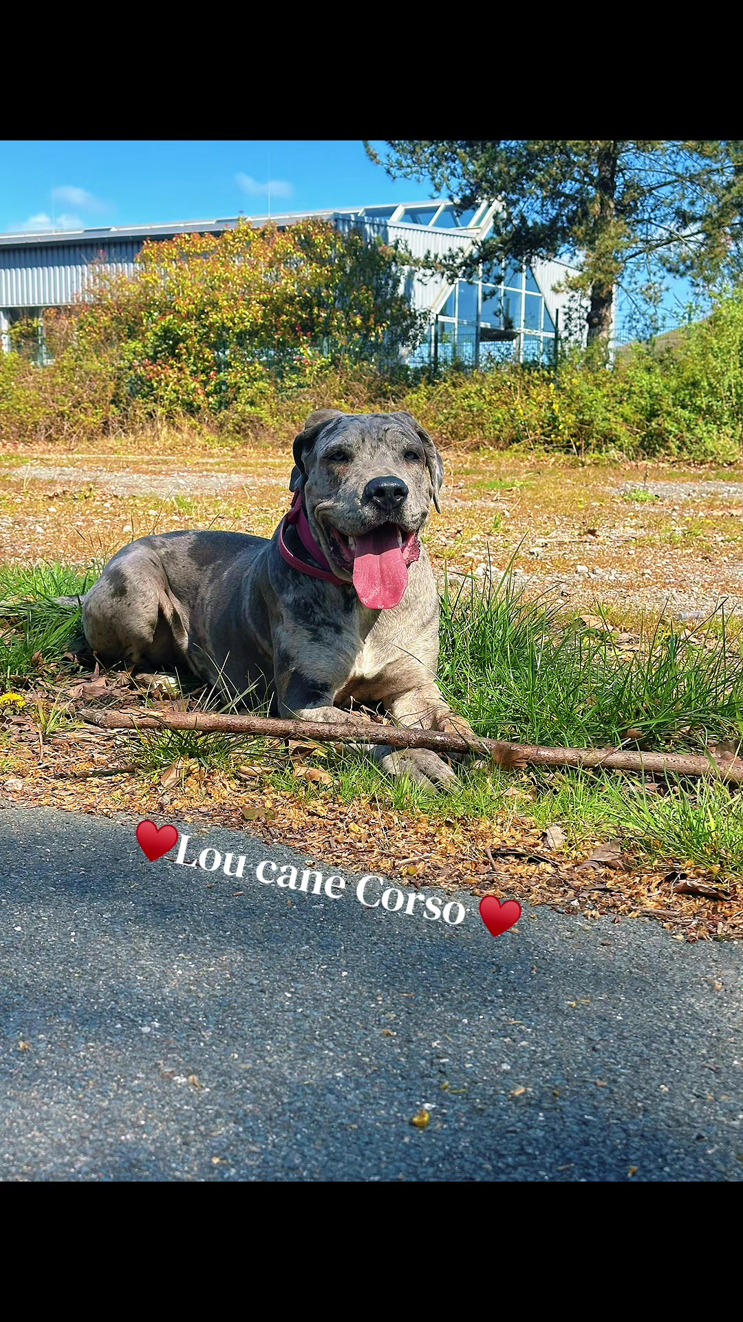 @✨Lou~CaNeCorSo✨