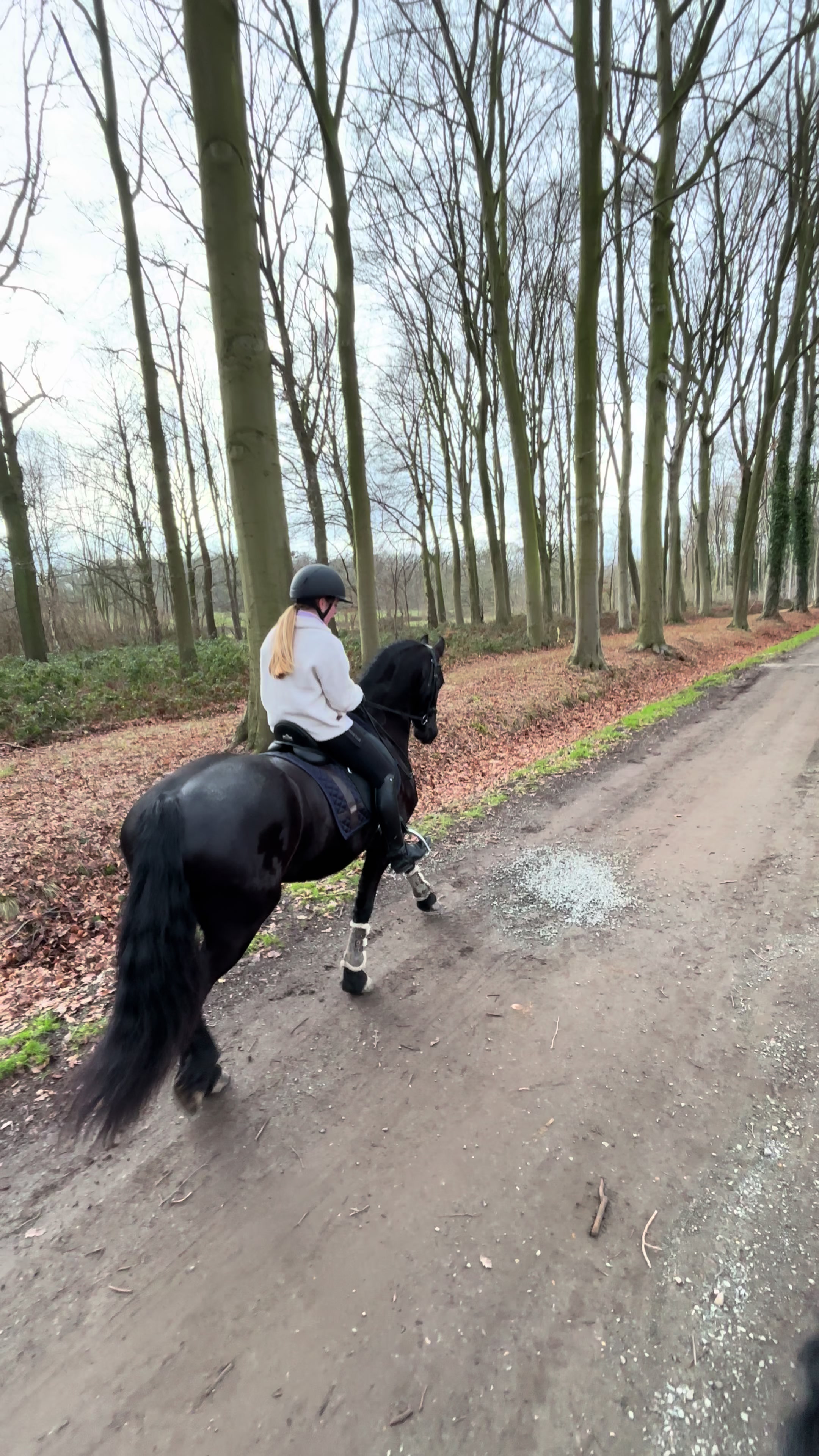 @Phoebe Tack Dressage