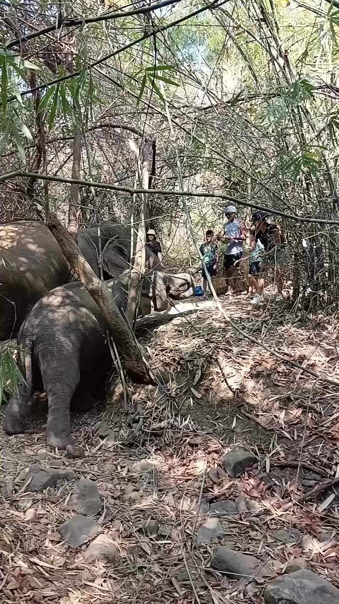 @LuangPrabang Elephant New Home