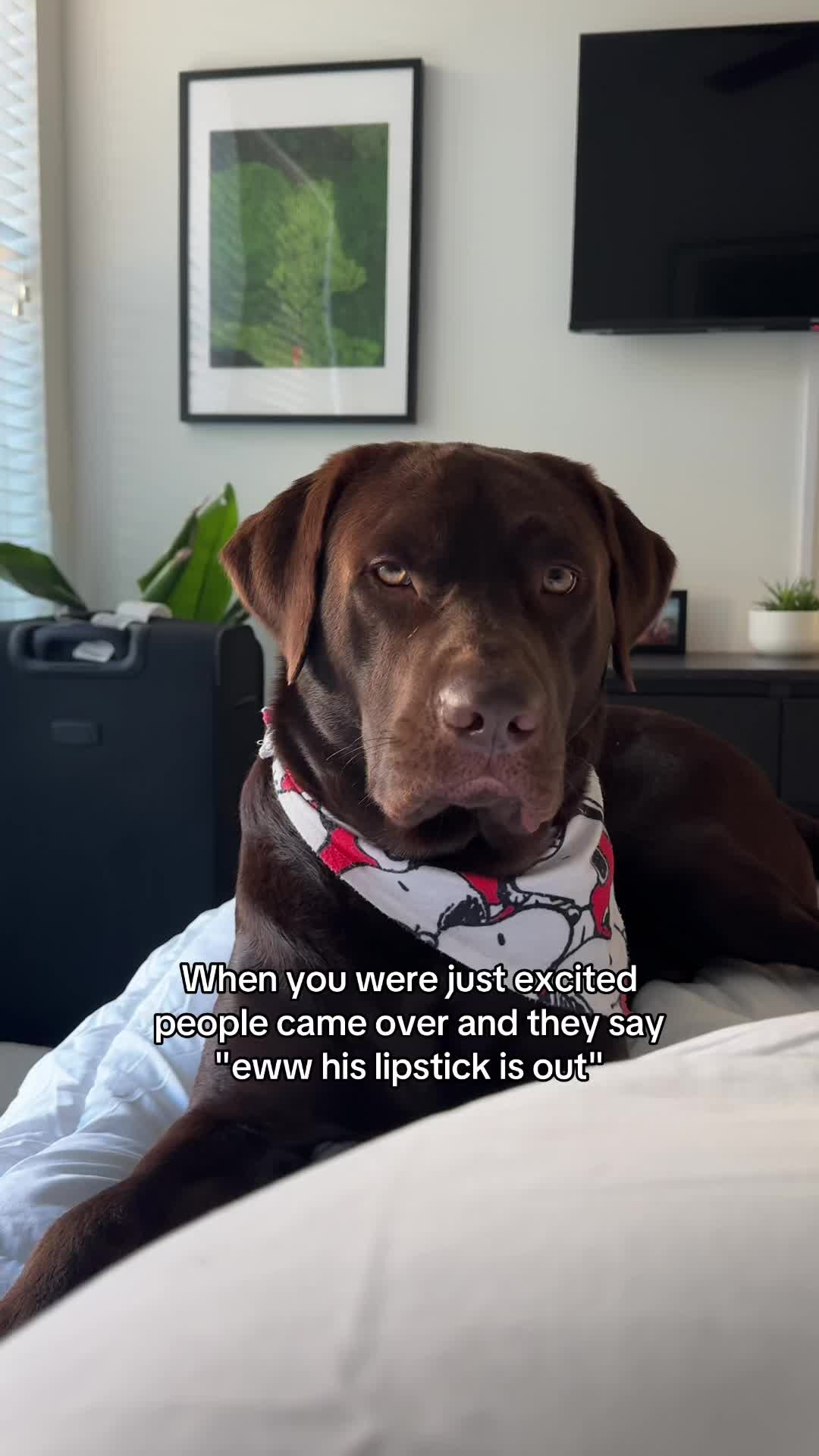 @Bruno Chocolate Lab