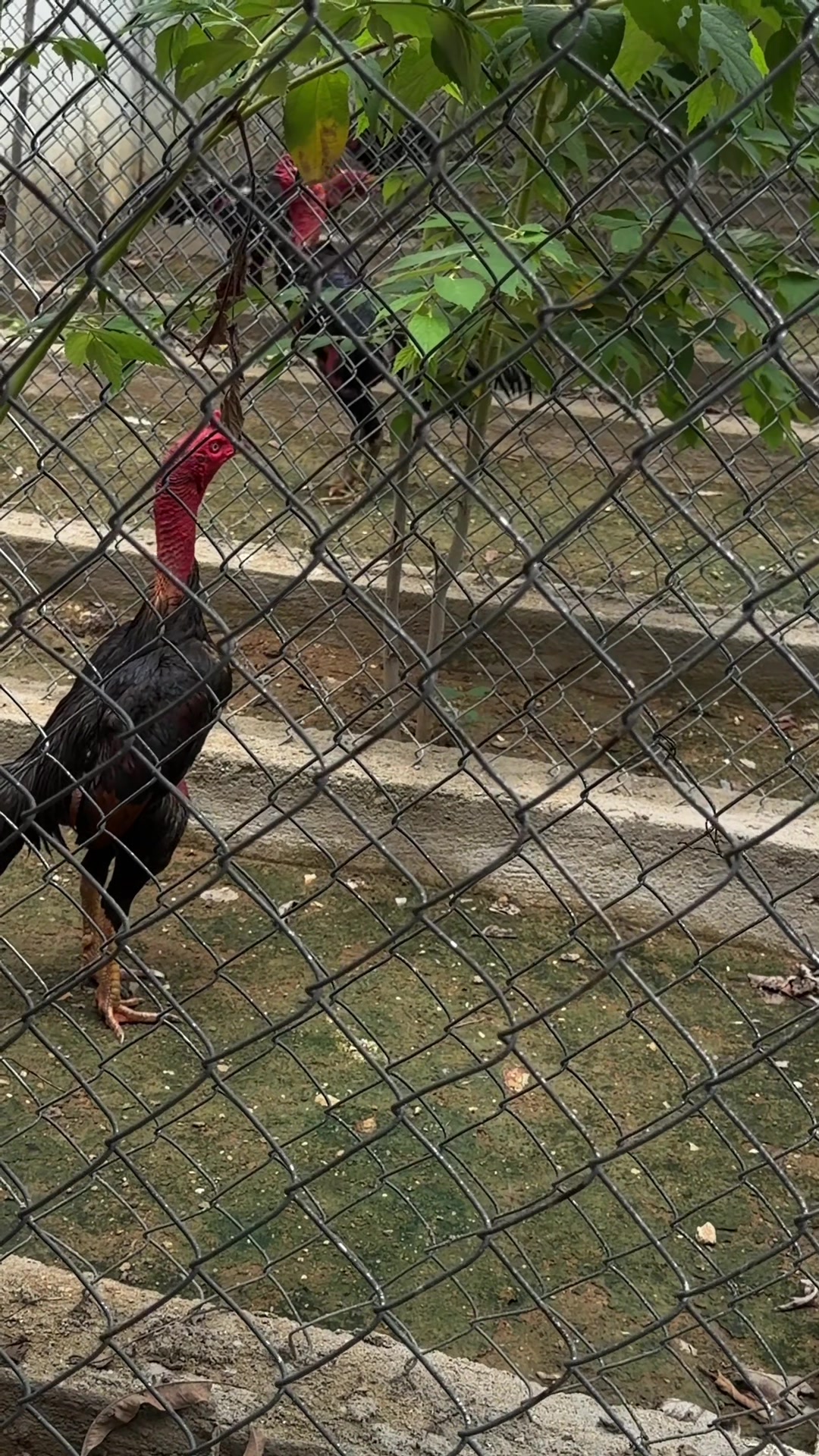 @Quốc khánh