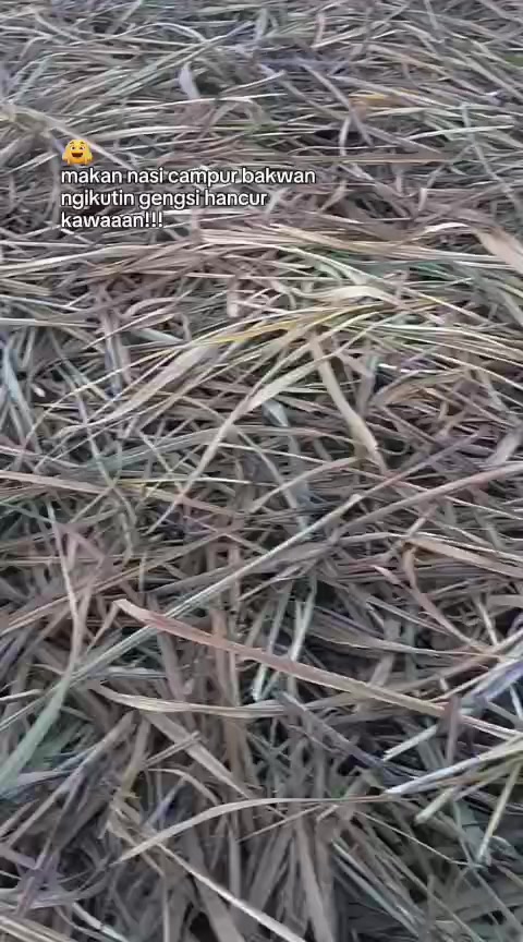@hardi 02