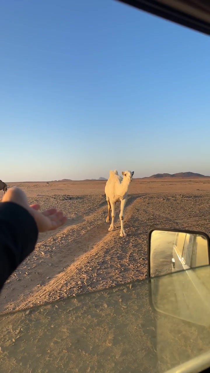 @ALHARBI✨