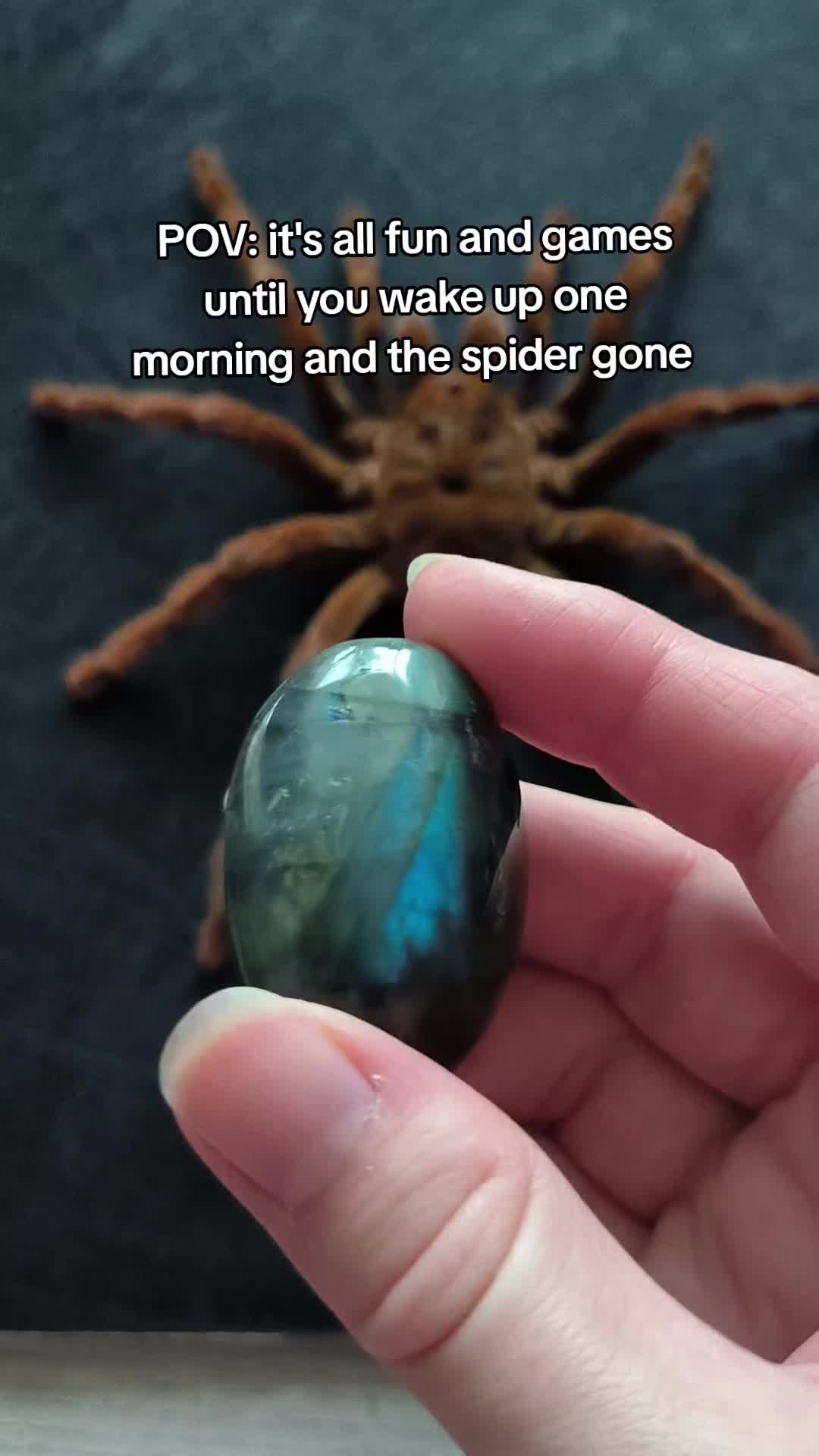 @TarantulaBox