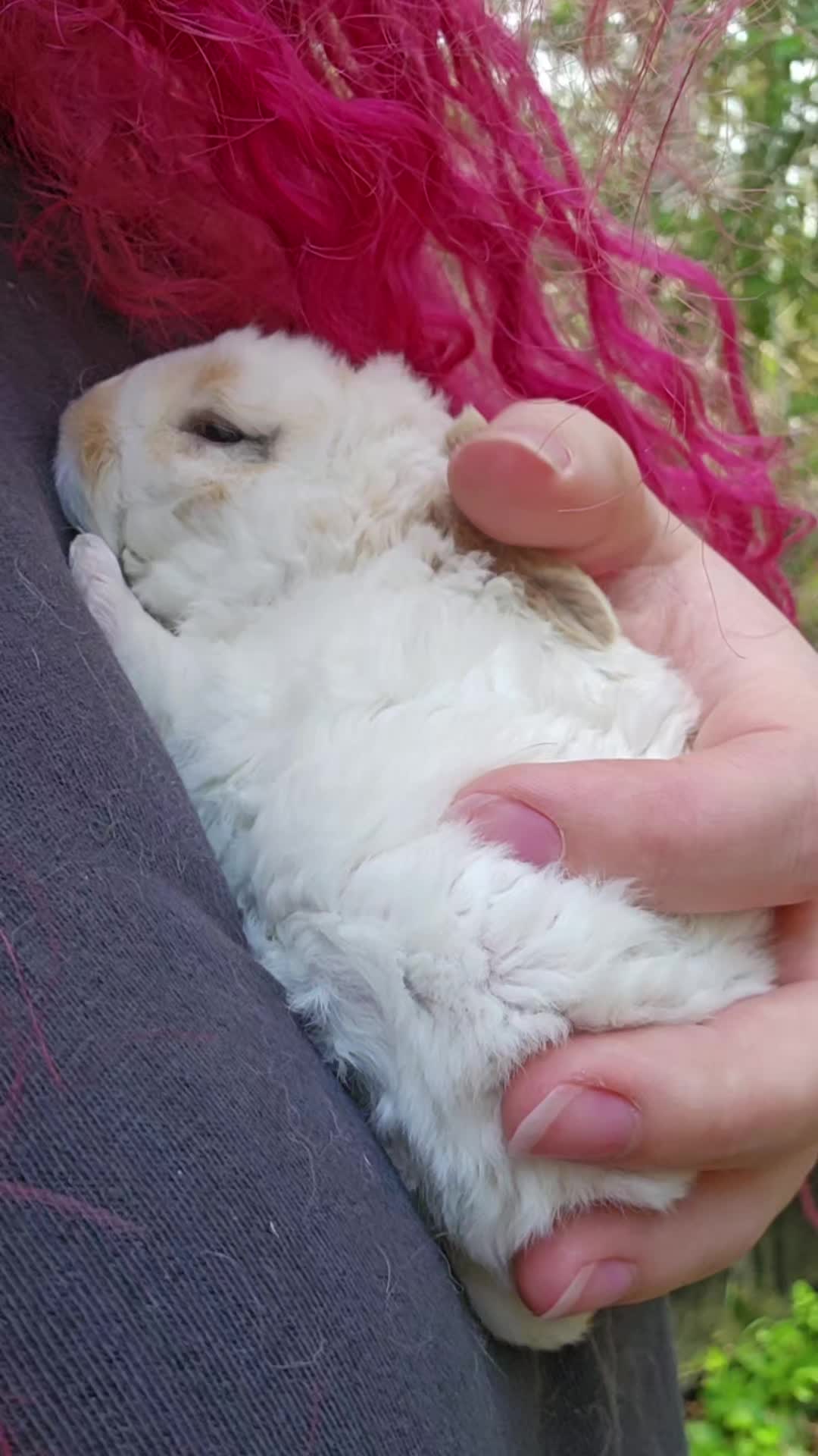 @Darling Rabbitry