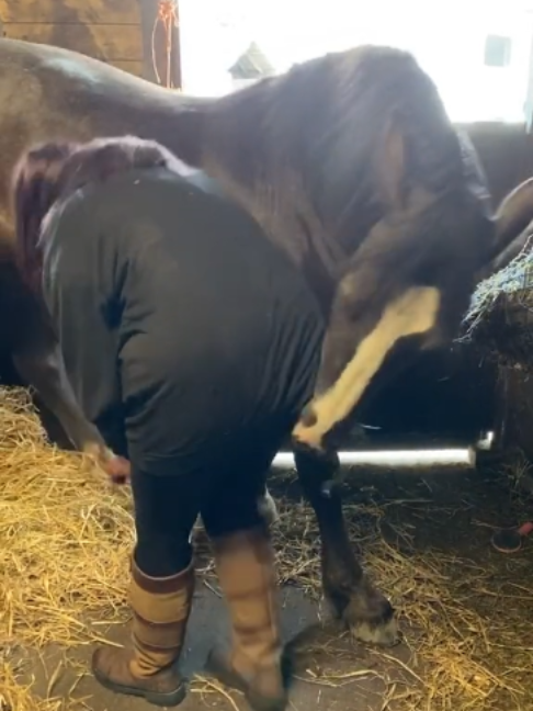 @Horses TikTok